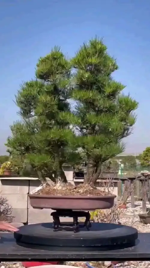 丛林黑松,进口!