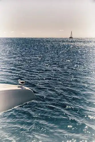 船上甲板大量的自由海鸥在海附近