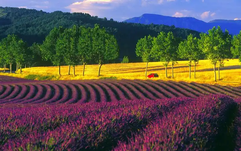 好看的薰衣草,鲜花背景-回车桌面