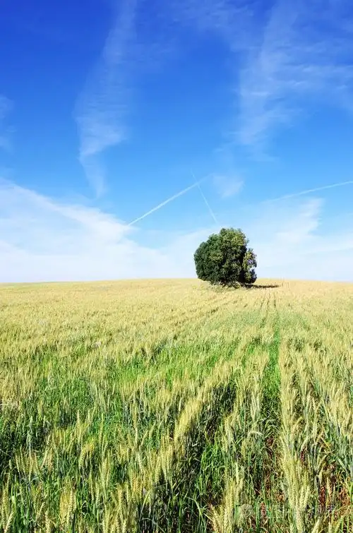 葡萄牙时的麦田