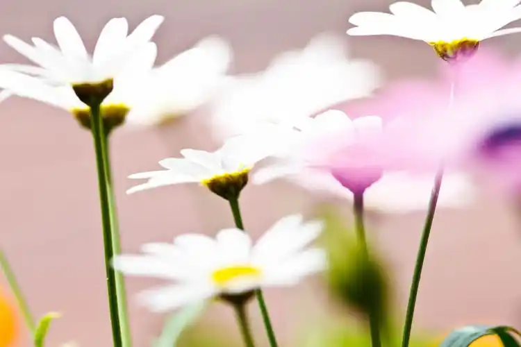 清新小山菊唯美高清桌面壁纸