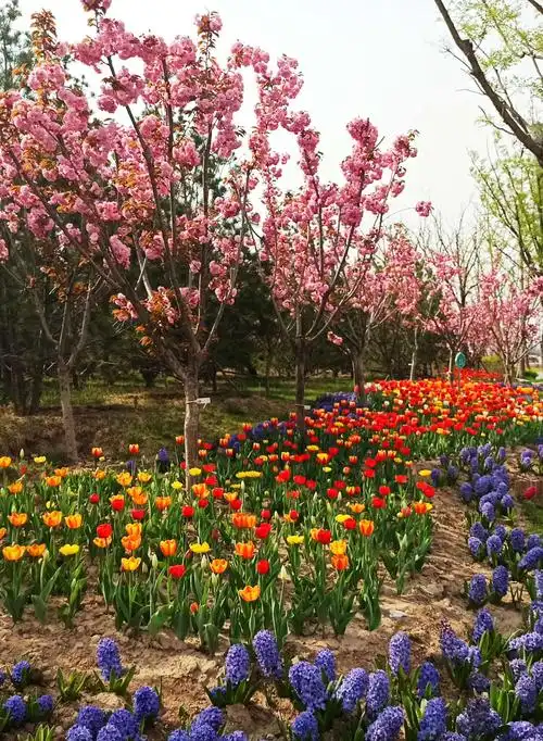 太原晋阳湖公园首届郁金香花展