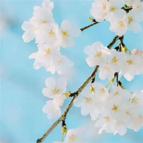 素雅清新花朵头像 花的头像 风景 清新 淡雅_植物头像_头像屋