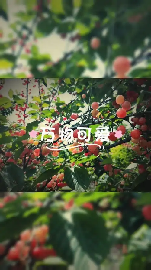 9494万物皆可爱9494