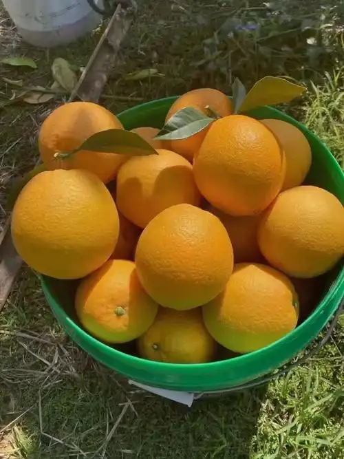 这真的是我吃过最好吃的橙子了
