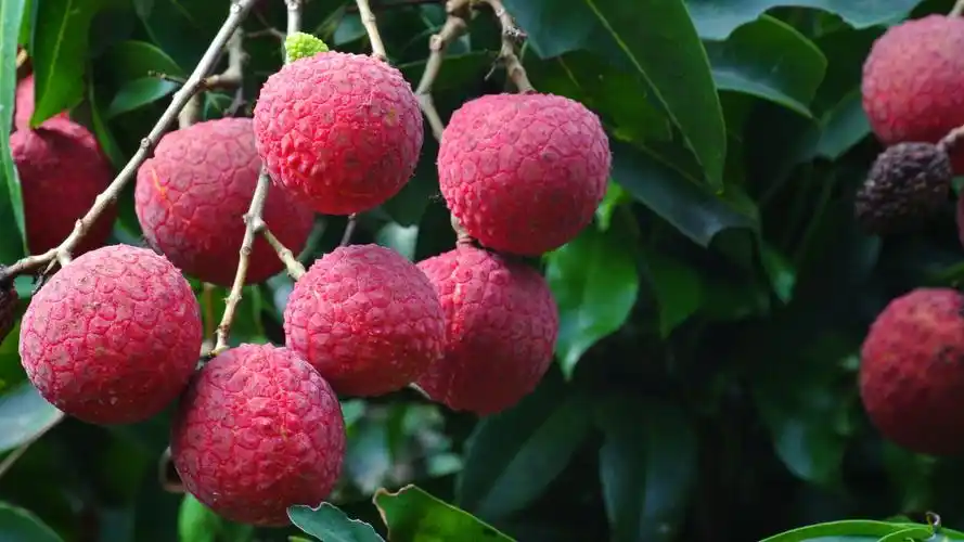 高清荔枝水果电脑壁纸第二辑