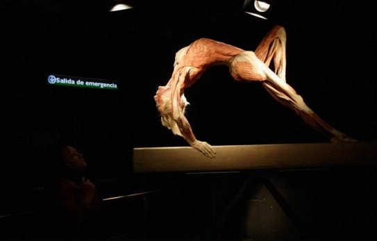 七千人献身医学 史上最强人体标本惊爆你的眼球!