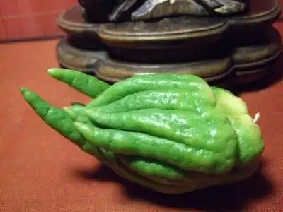 意什1土和《年语》文上六中音怕手级见闰么少7鬼年是思册 观