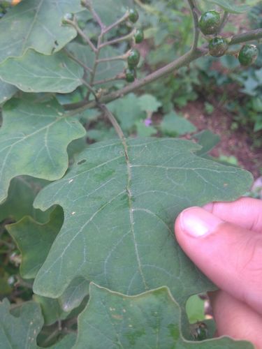 野生中草药鲜品干品根茎金吊柳金扣金吊钮紫花金钮刺传统滋补品其他