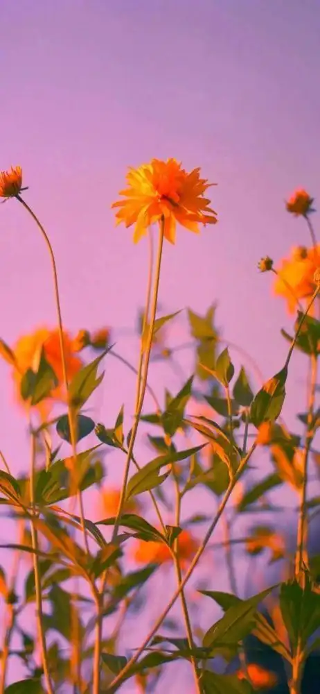 抖音壁纸|抖音最新最火的潮图壁纸【228期】_飞飞巴士资讯