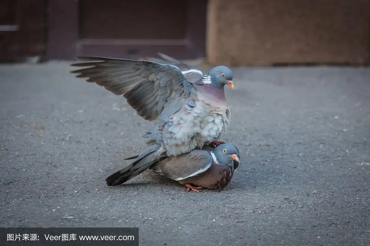 一对脖子一侧有白斑的灰木鸽子在一扇棕色大门前的街道上交配.
