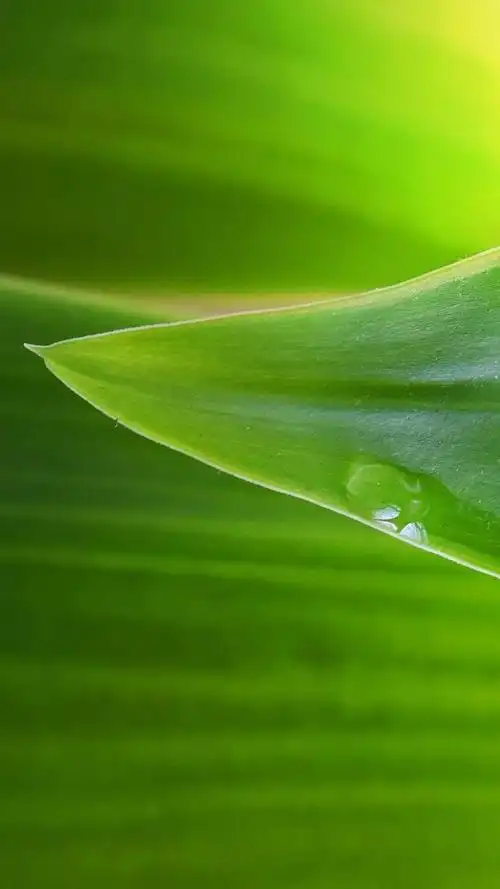 小清新绿色护眼植物,高清图片,手机锁屏桌面-壁纸族