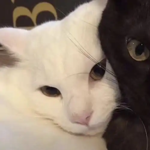 猫猫情头/猫咪情头/动物情头