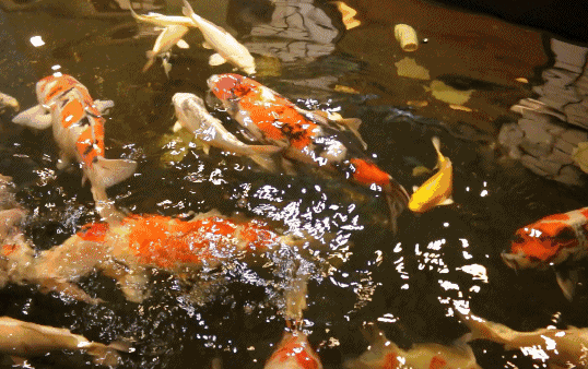 地址:宽城万达广场三楼 温馨提示 1,只能使用专用喂鱼工具,不可向池