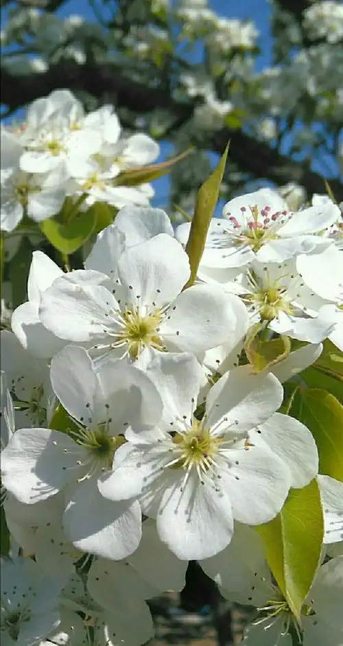 梨花美～2018北镇梨花节
