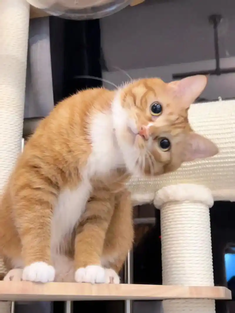 来看歪头杀小猫.#家有大橘 #中华田园猫 #这么可爱的小猫咪 - 抖音