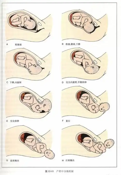 很多人都认为女性生来就是会生小孩的