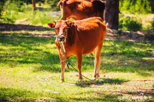 田园风光:在洒满阳光的午后,树荫下,有一群可爱的小牛……