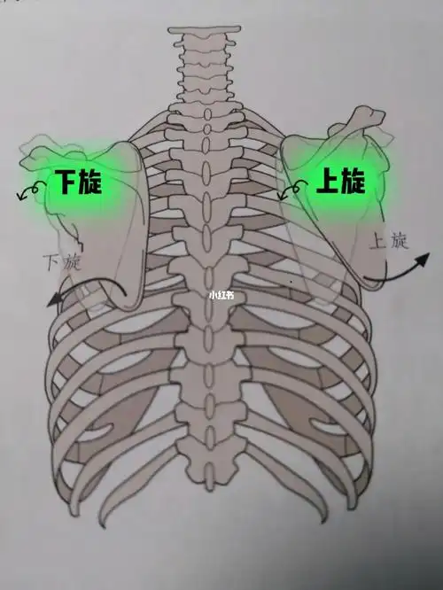 肩胛骨位置对肌肉长度影响