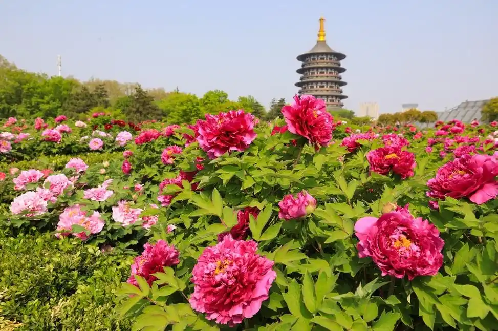 河南洛阳牡丹花开超1000个品种争奇斗艳