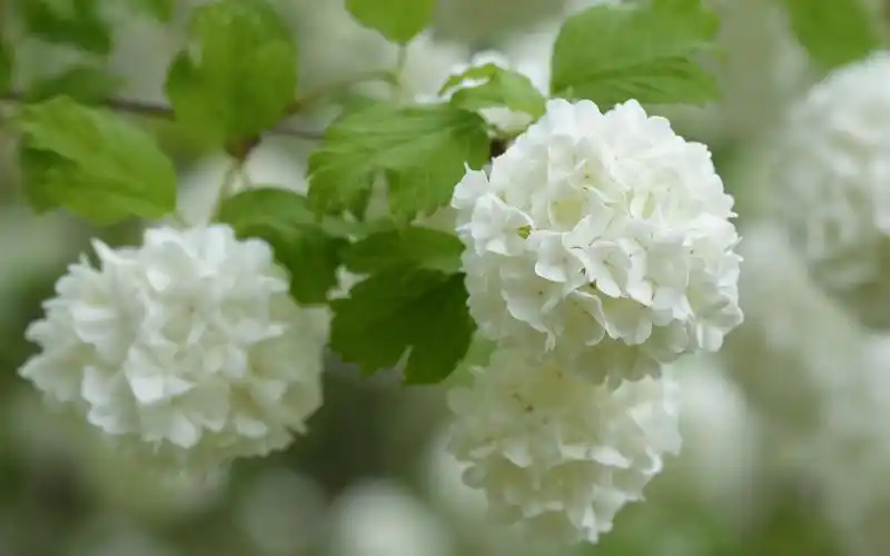 白色绣球花,花序