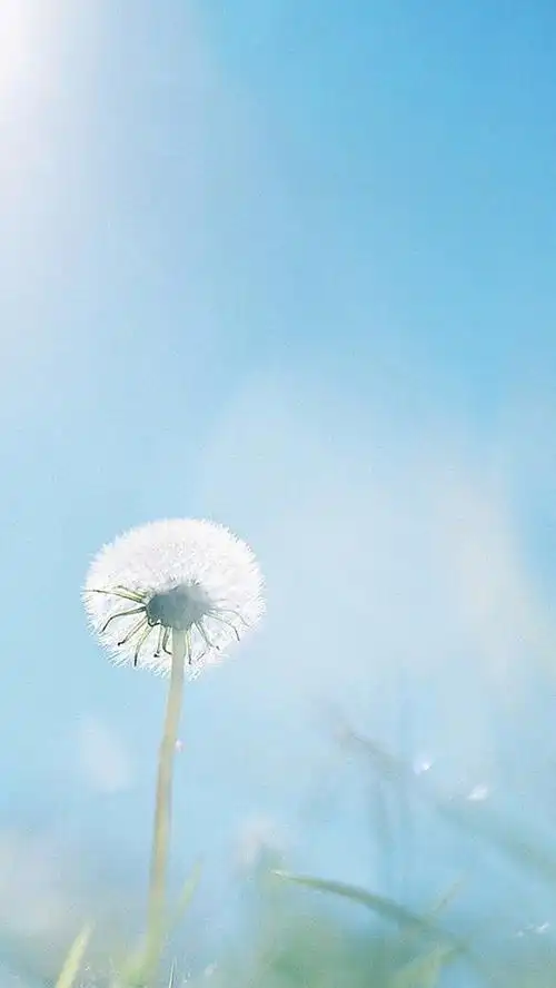 唯美植物静物,高清图片,手机锁屏桌面-壁纸族