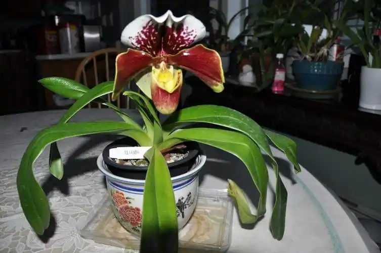 山人兰室:兜兰属 拖鞋兰属 大红肉饼 paphiopedilum