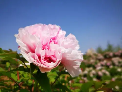 当牡丹遇上蓝天时