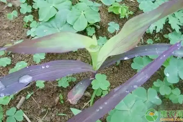玉米苗出现紫苗怎么办?
