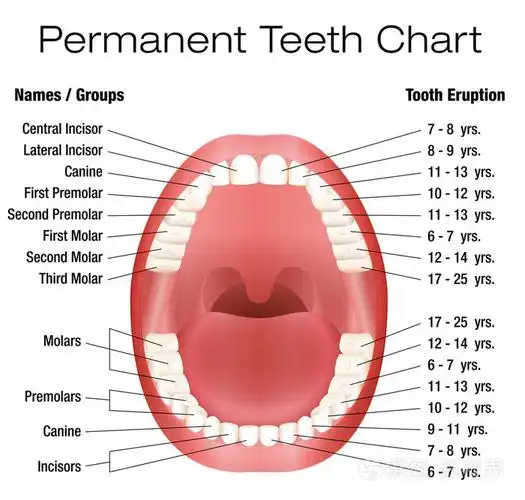 teeth名称永久成人牙科评分