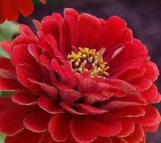 发财好运花头像,什么花最吉利带来好运头像?-图片大观-奇异网