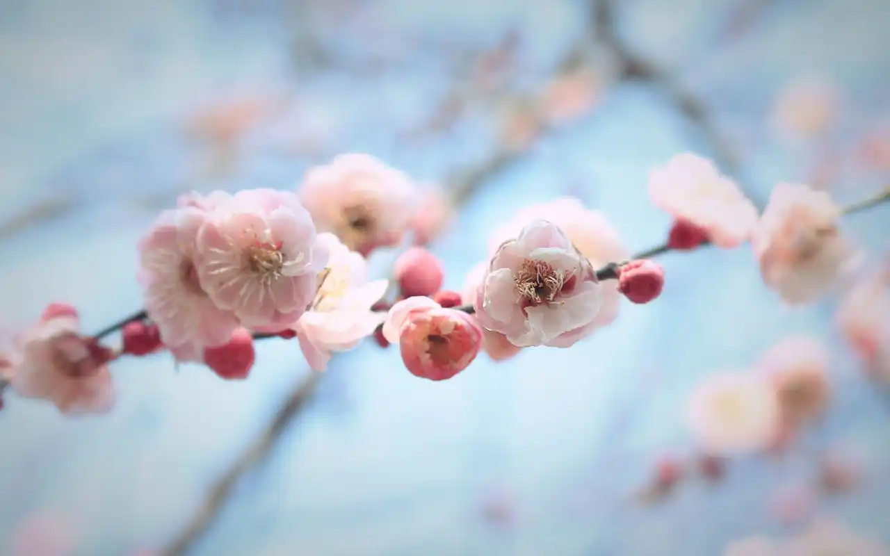 唯美好看的粉色梅花微距摄影图片桌面壁纸