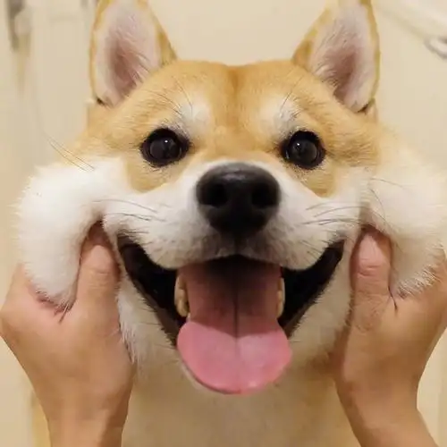 柴柴的笑容真是看的太暖了希望看到这个笑容的一天都能有好心情