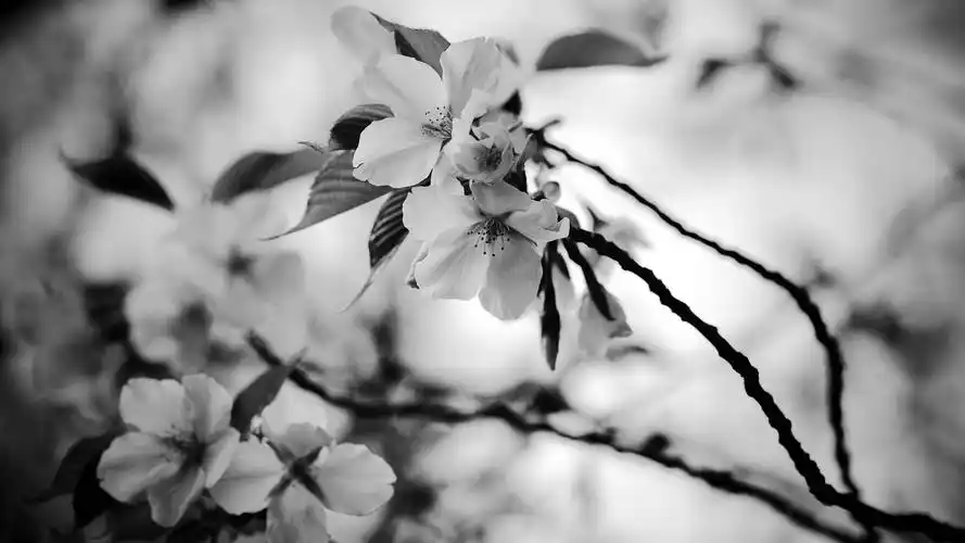 非主流,黑白,花瓣,风景,文艺,简单,非主流,电脑壁纸,壁纸简单的黑白配