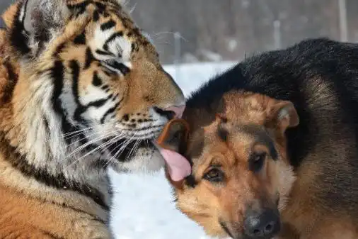 老虎和狗的友谊 动物之间的深情厚谊