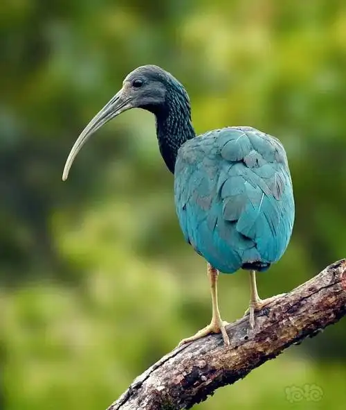 动物世界～绿鹮green ibis,分布于南美洲许多国家.-图3
