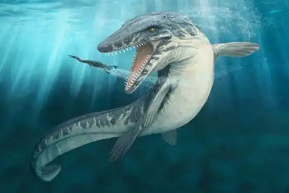 5米,主要在浅海海域进行生活,而其中最大的沧龙类-霍夫曼沧龙则可以长