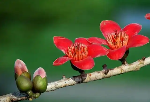 木棉花花色艳丽,它的花语你知道几个?