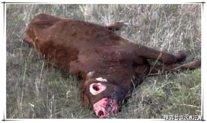 美国历史上著名的屠牛事件是外星人的杰作还是农场主自导自演的戏