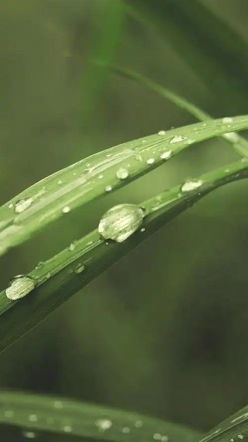壁纸 绿草叶,水滴,微距摄影 3840x2160 uhd 4k 高清壁纸, 图片, 照片