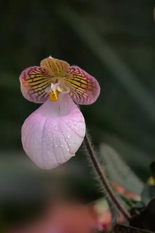 武汉植物园极品花卉---兜兰
