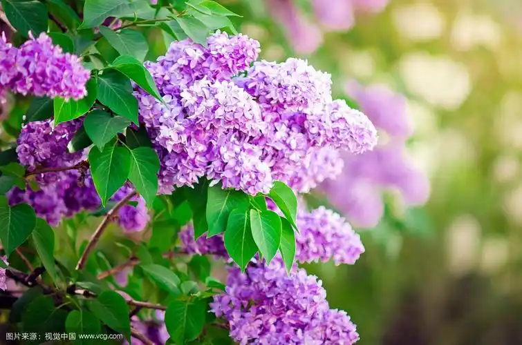 花园里的丁香花在春天开花.特写镜头,有选择性的重点.