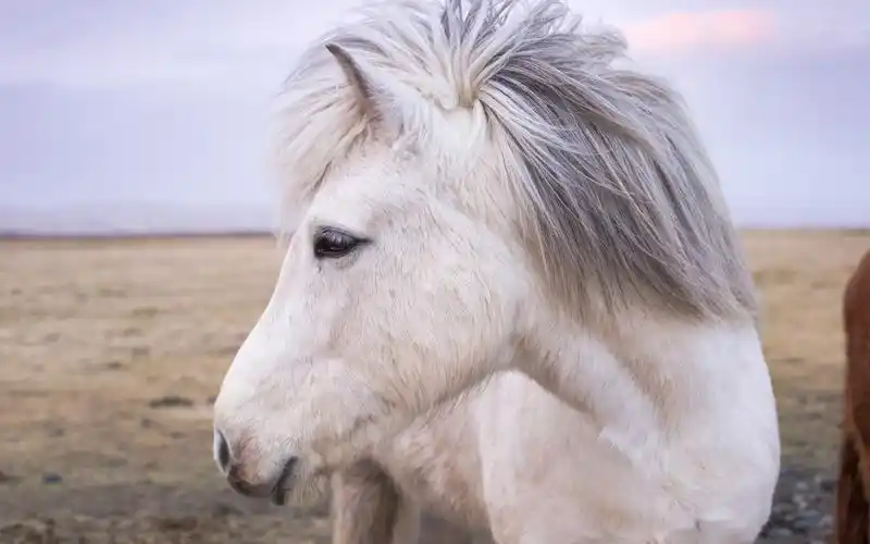 首页 动物与鸟 马 白马前视图,头,鬃毛 壁纸 / 2880x1800 壁纸下载