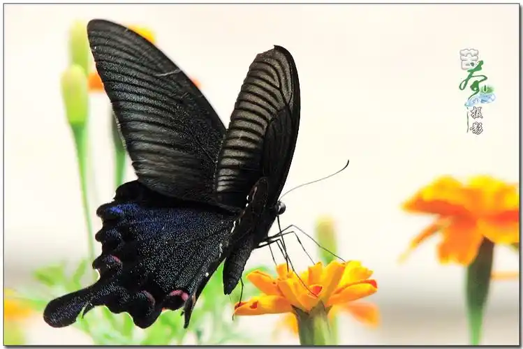黑凤蝶