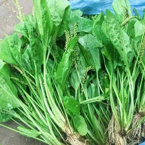 车前草新鲜全草500g平车前野生中草药泡茶上山现挖发货带根 新鲜车前