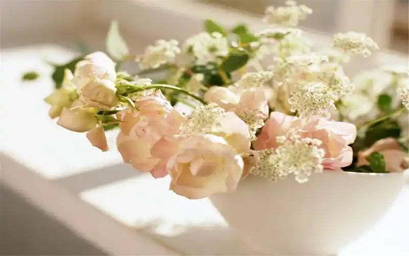 首页 桌面壁纸 小清新绿色植物花卉高清电脑壁纸图片第二辑上一张下一