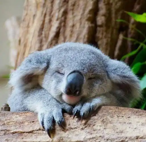 树袋熊,看着这个真正睡觉的小树袋熊,真的是太萌了,不知道你们都近