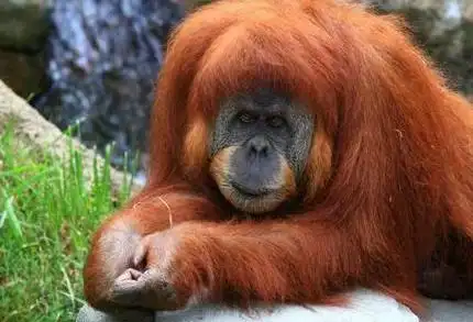 神农架真的存在红毛野人吗它很可能是远古动物如今十分珍稀