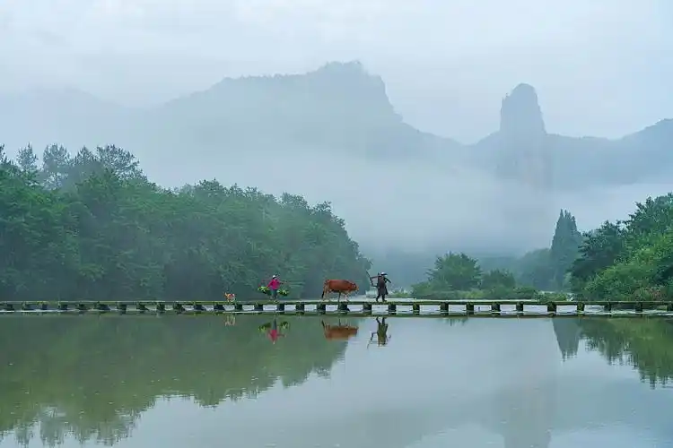 早晨云雾山峰树林河流小桥农民牛反射图片