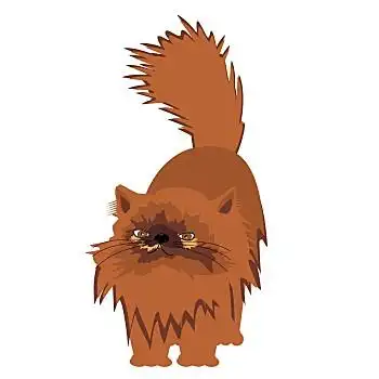 波斯猫,白色背景,背景,漂亮